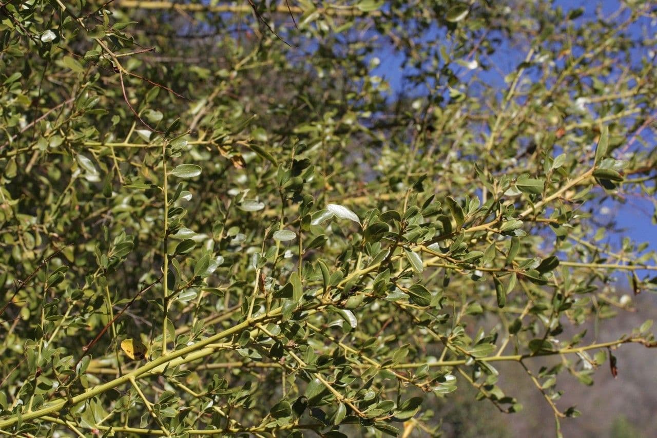 Dorniger Ceanothus 5