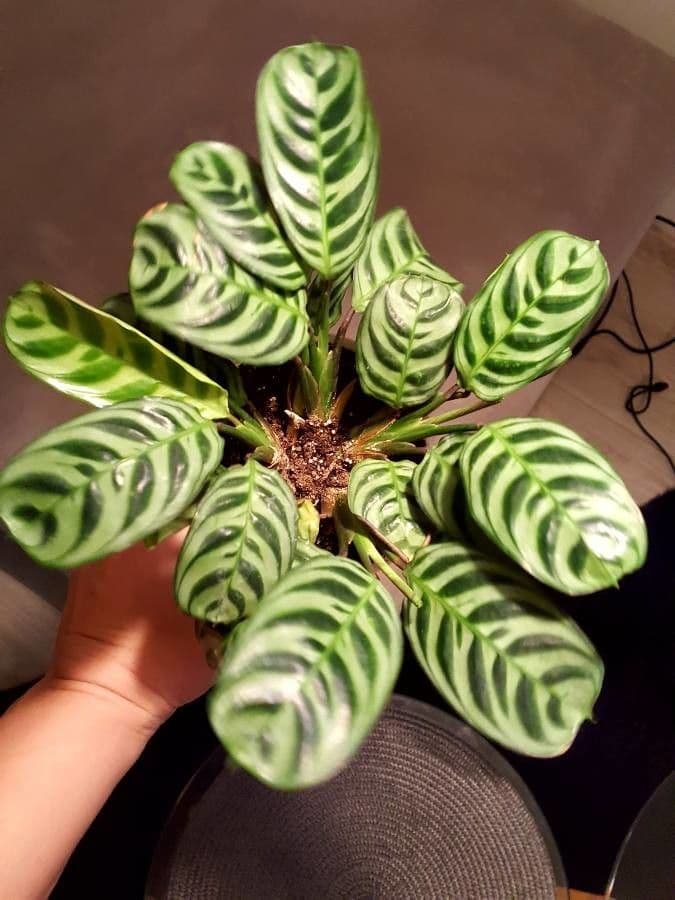 Ctenanthe 6