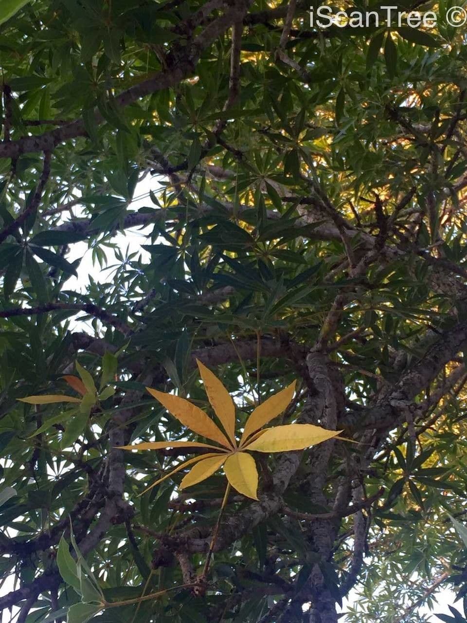 Sterculia 8