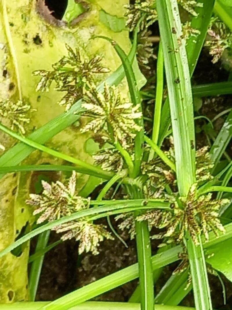 Zigolo fosco 6