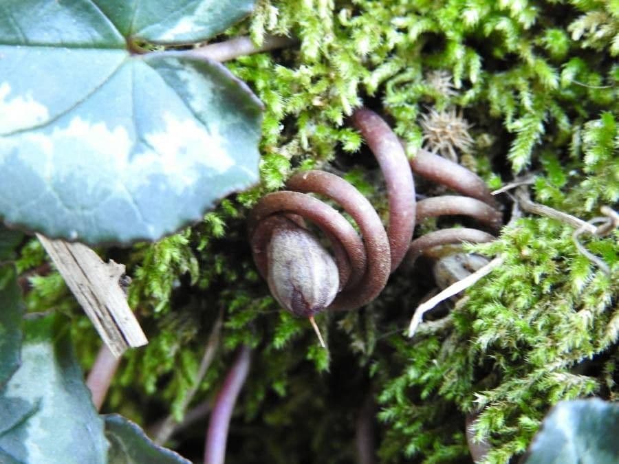 Ciclamino napoletano 3