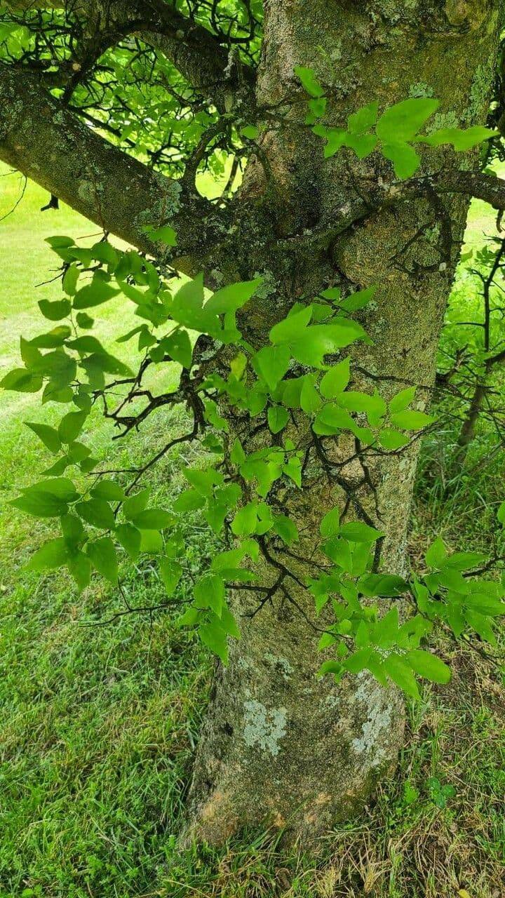 Dwarf hackberry 4