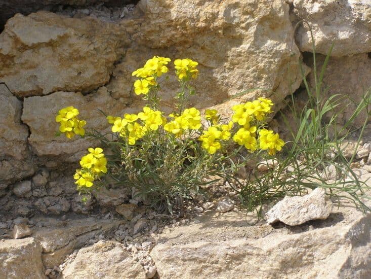 Fendler's bladderpod 11