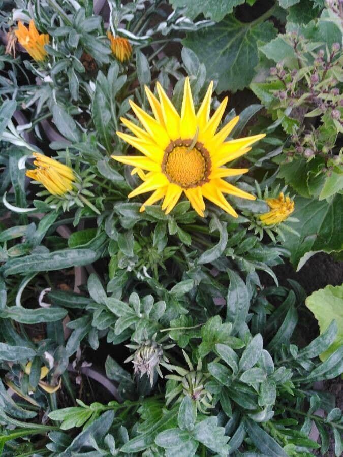Gazania 25