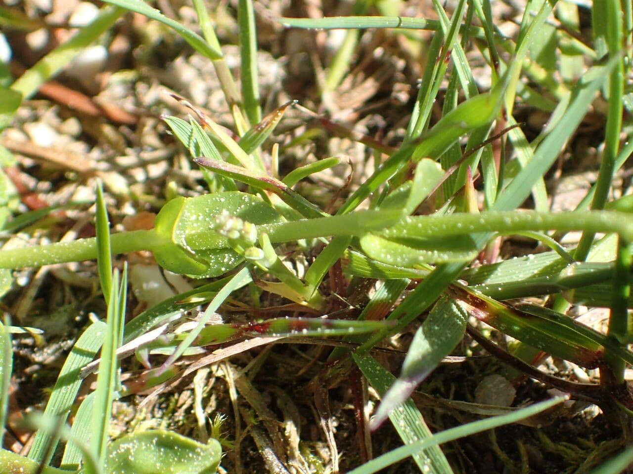 Veronica serpilifolia 16