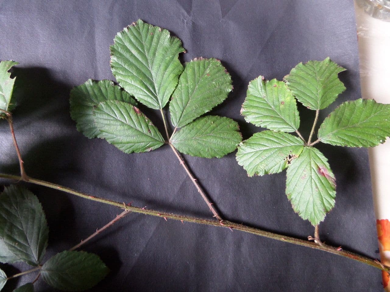 Großblättrige Brombeere 30