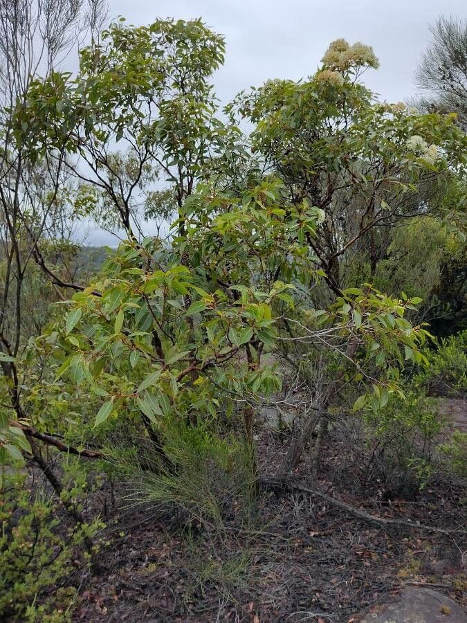 Corymbia 4