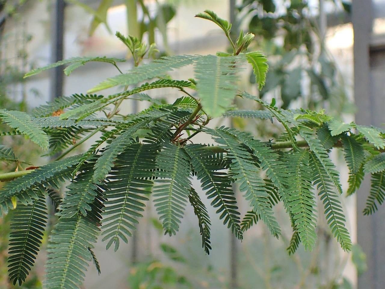 Mimosa 6