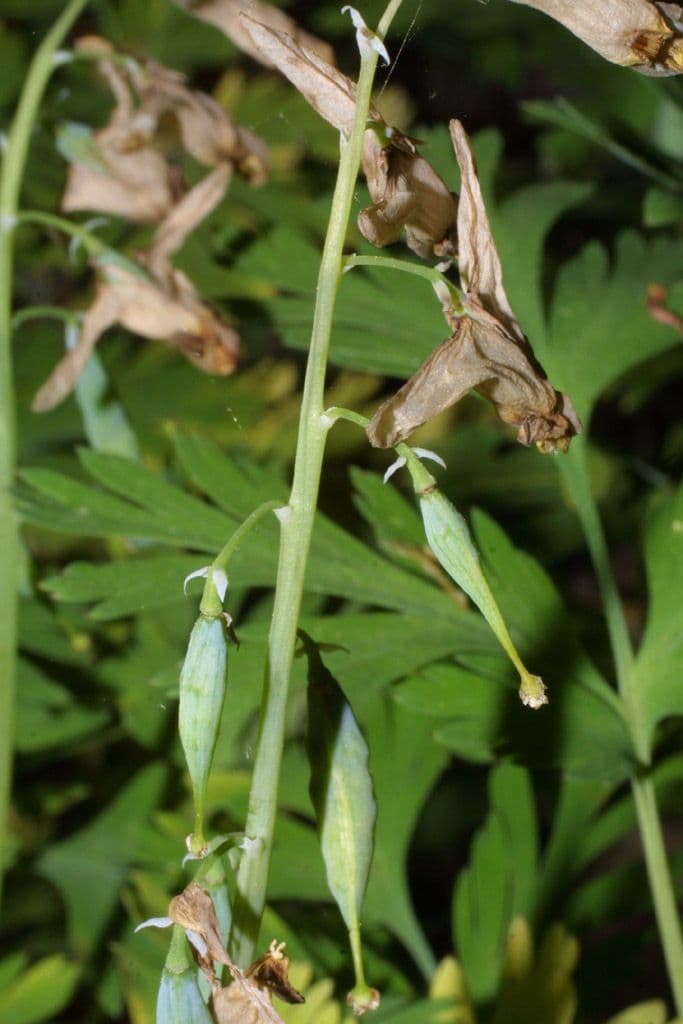 Dicentra de capucha