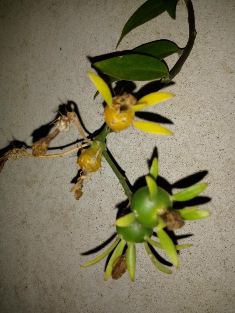 Cactus rosa 2