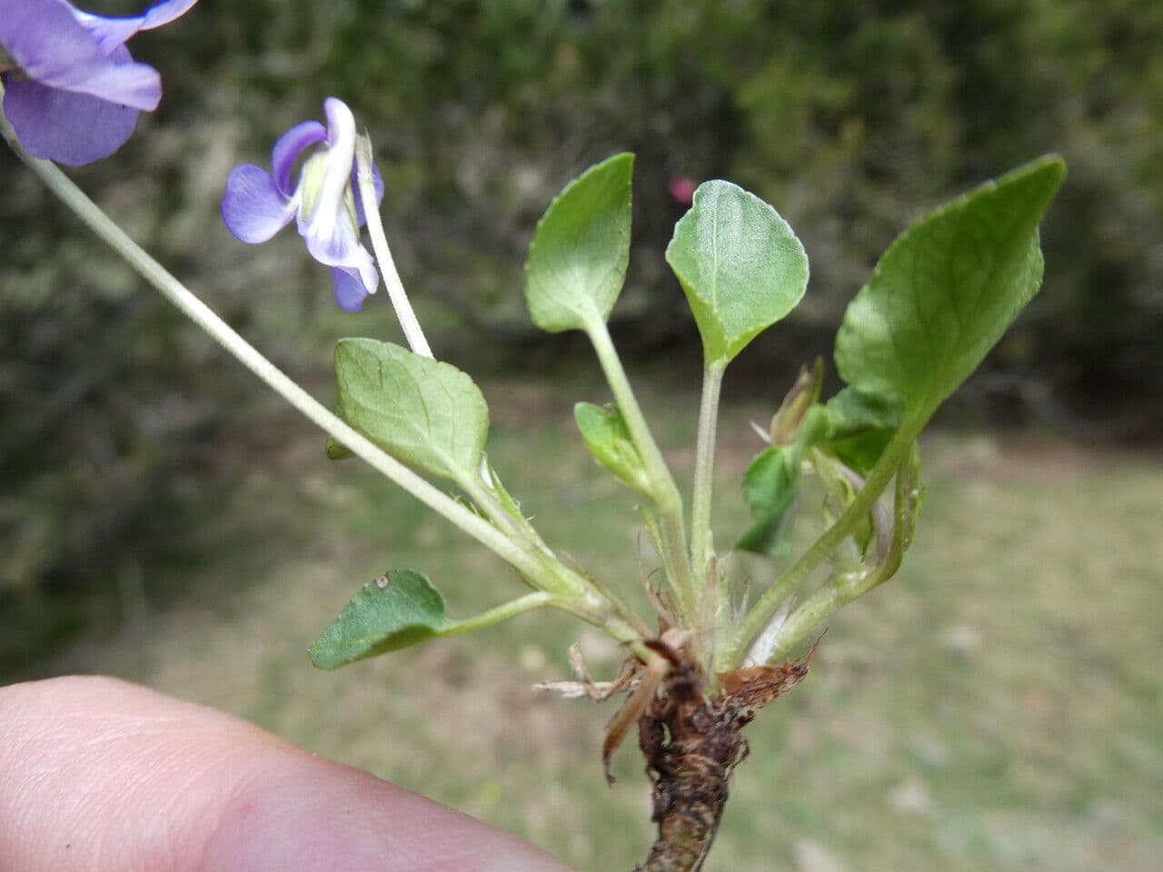 Viola rupestre 15