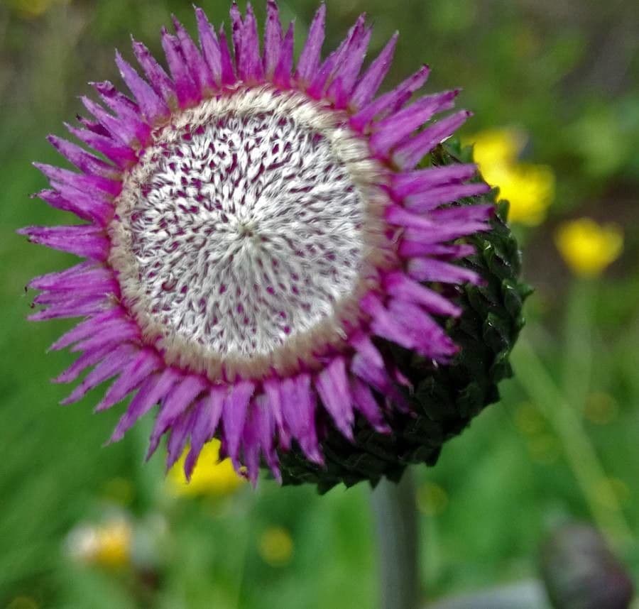 Graue Distel 3