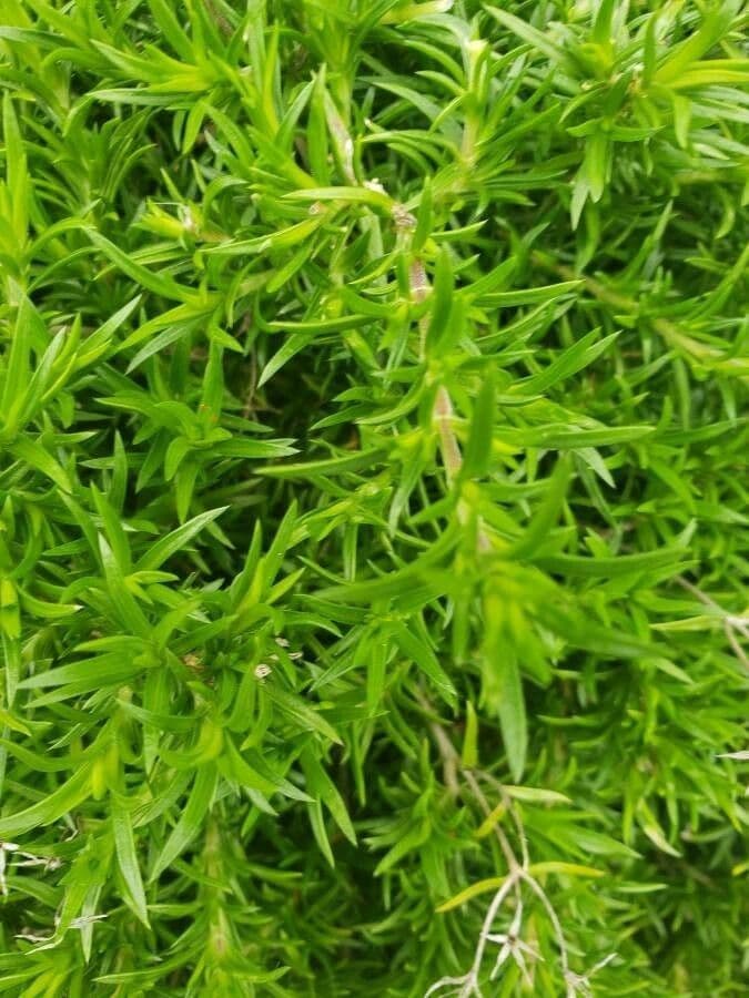 Phlox subulato 17
