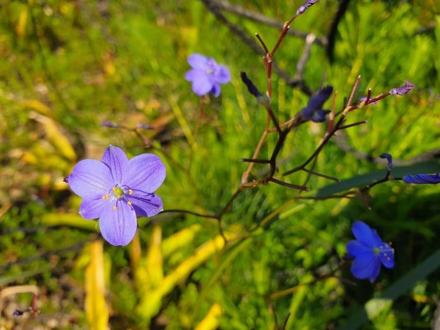 Chamaescilla corymbosa