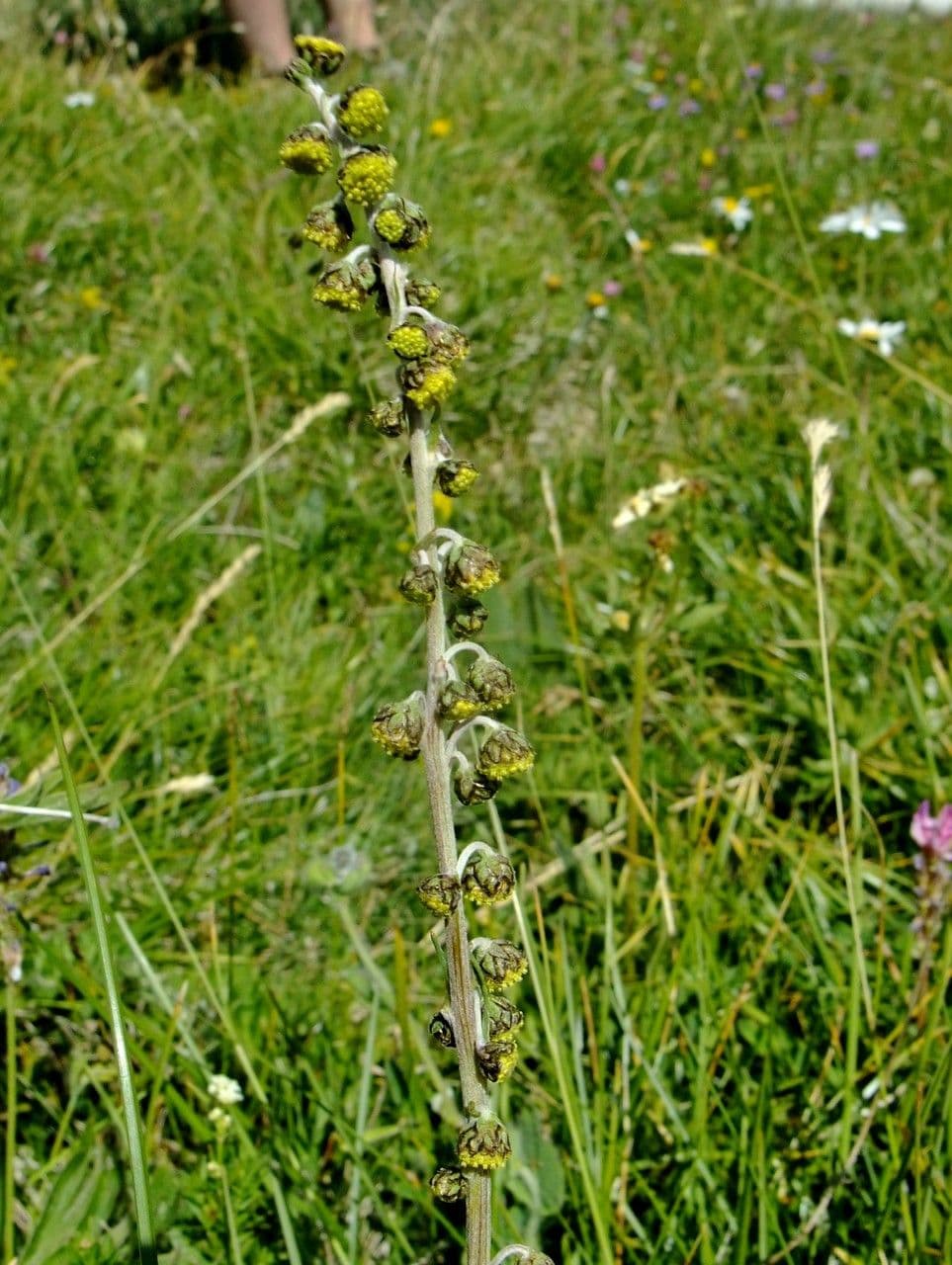 Assenzio nero 10