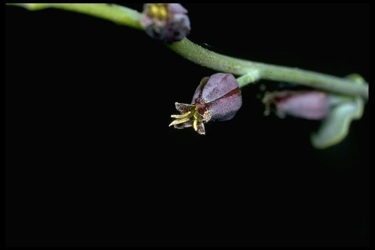 Streptanthus