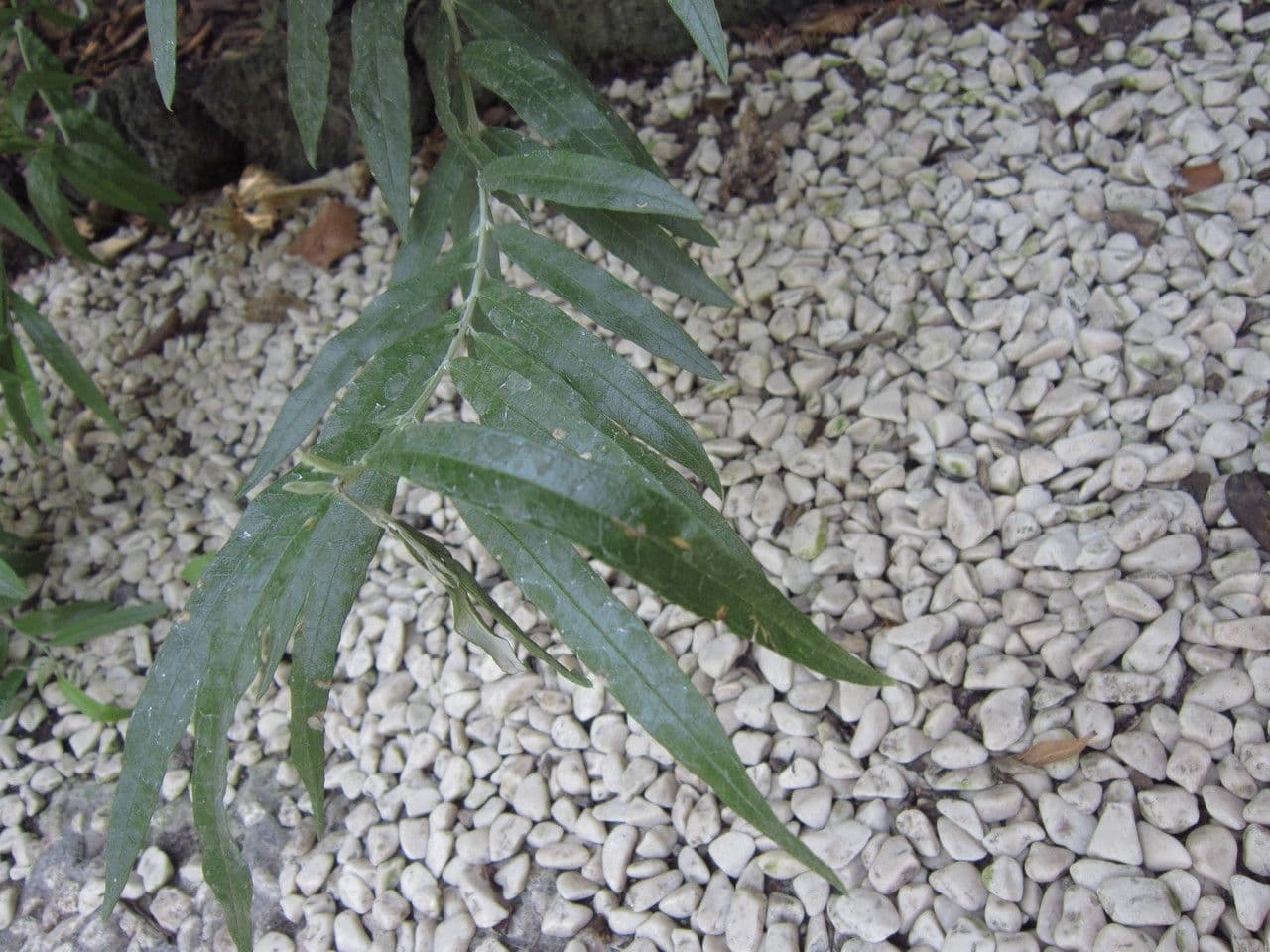 Buddleja saligna 8