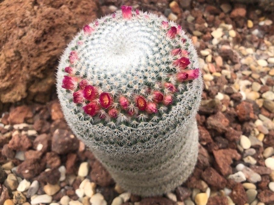 Mammillaria 6