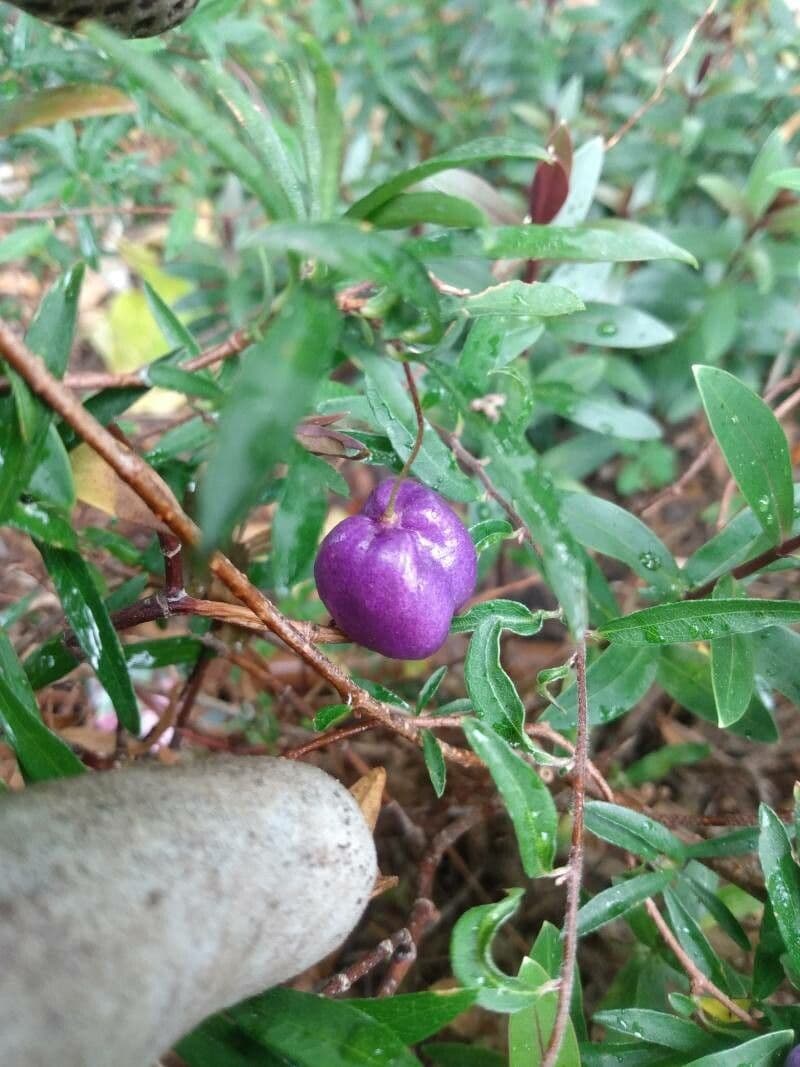 Langblütige Billardiera