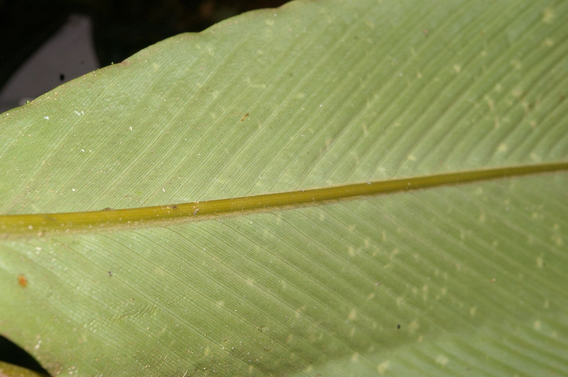 Renealmia