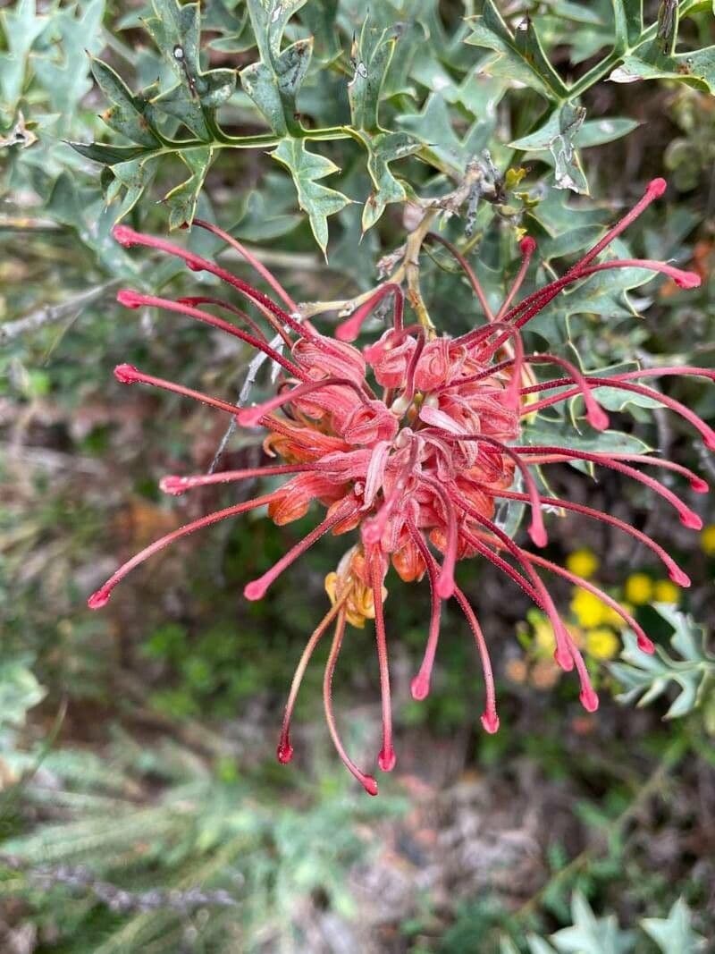 Grevillea bipinnatifida