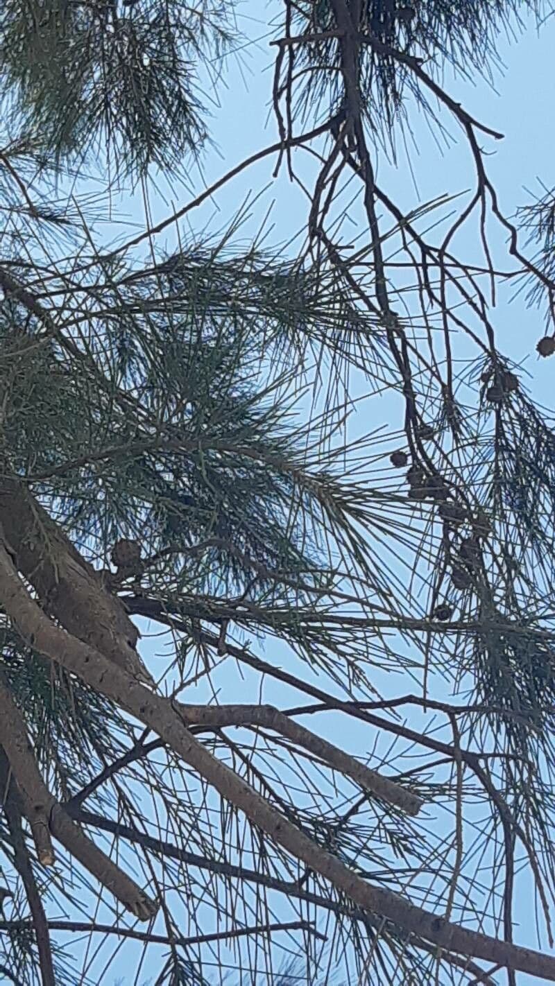Casuarina di Cunningham