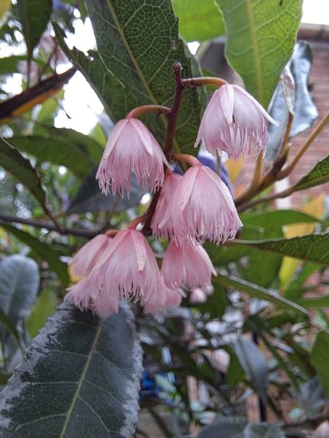 Elaeocarpus reticulatus 9