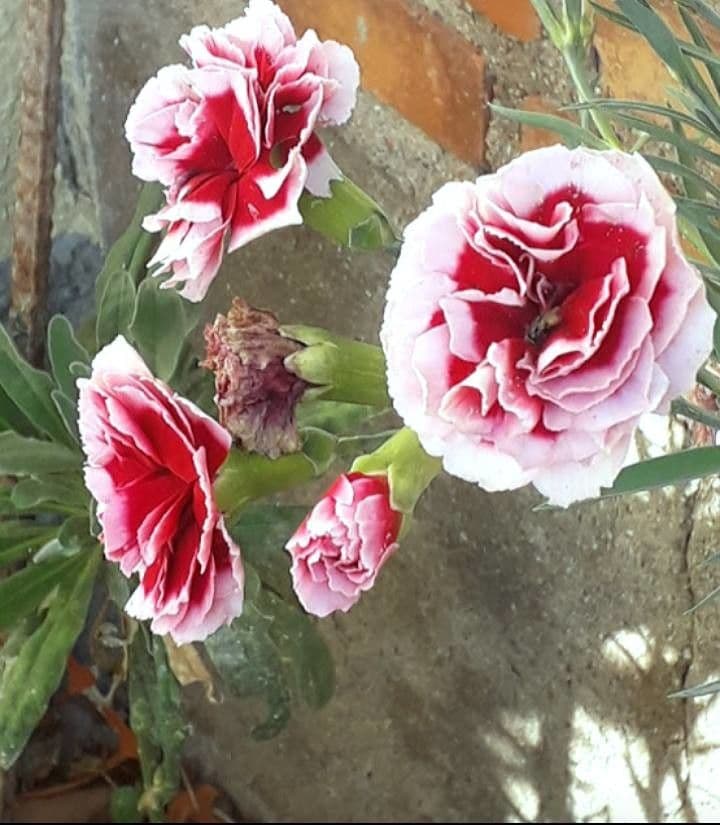 Clavel 10