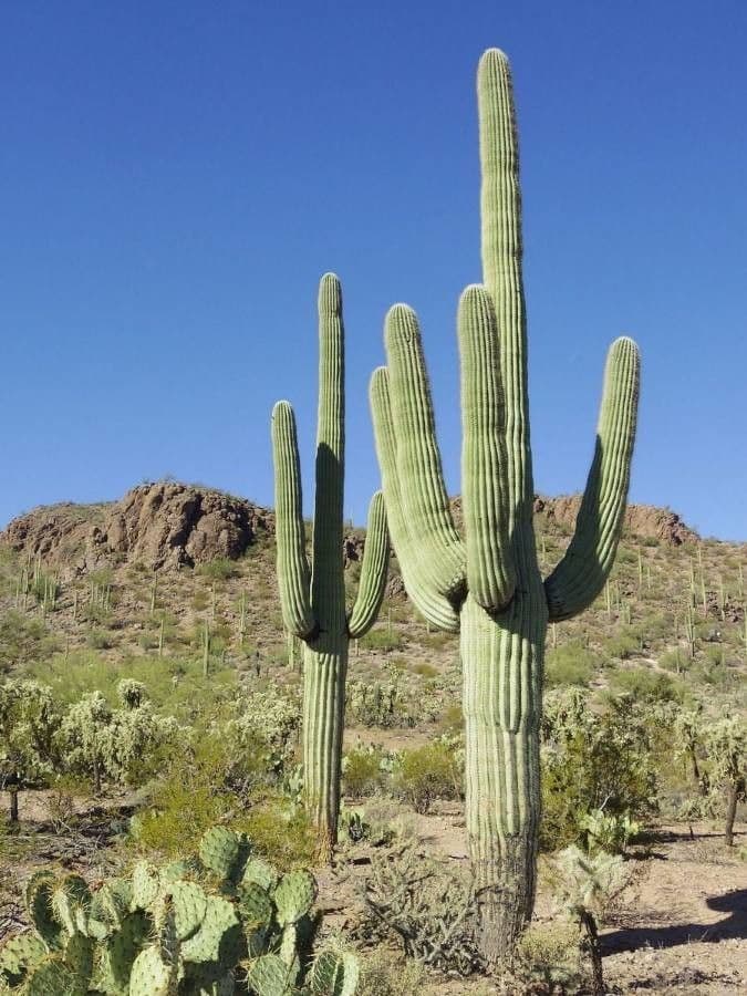 Sahuaro 24