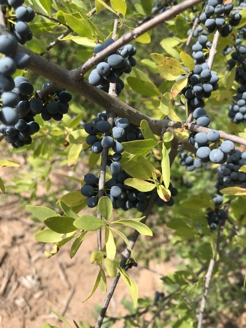 Forestiera 4