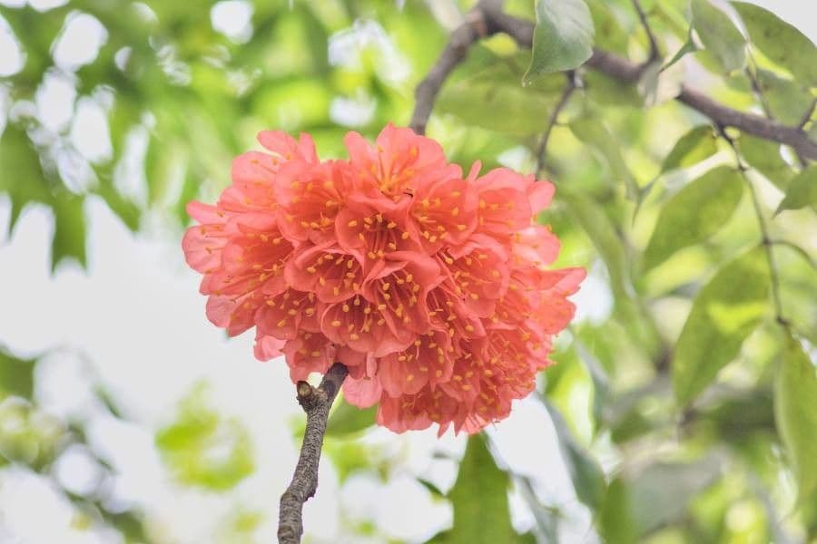 Brownea ariza 5