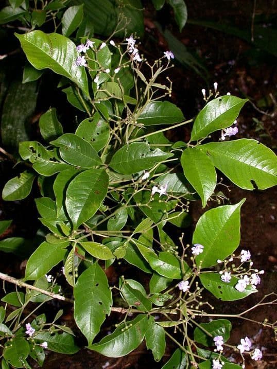 Vitex 28