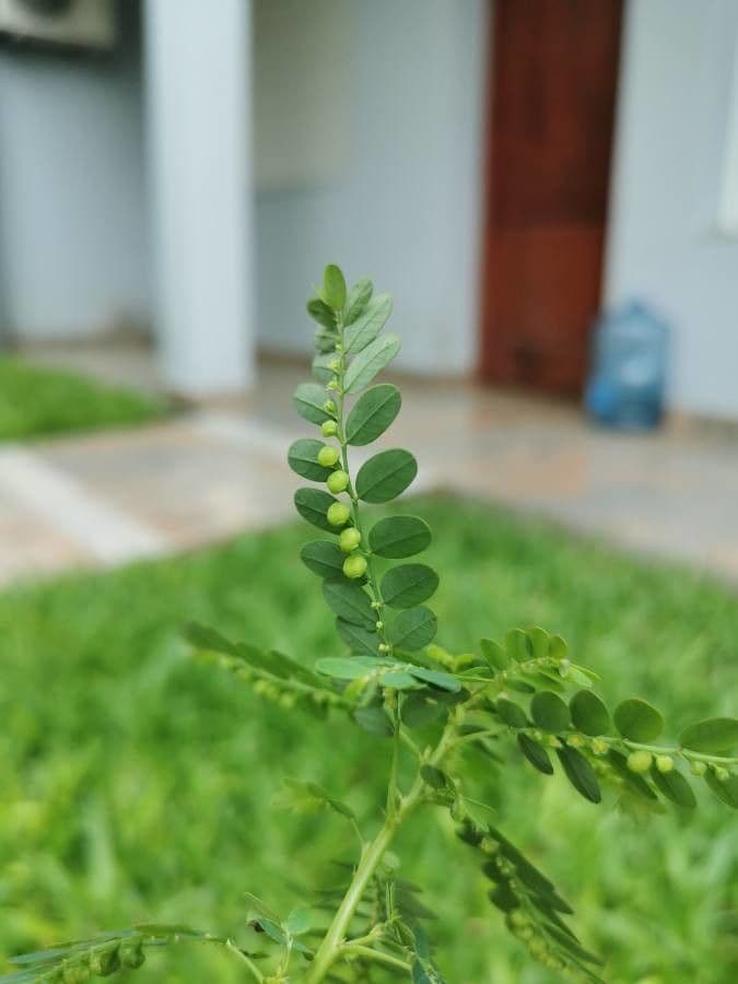 Fyllantus 5