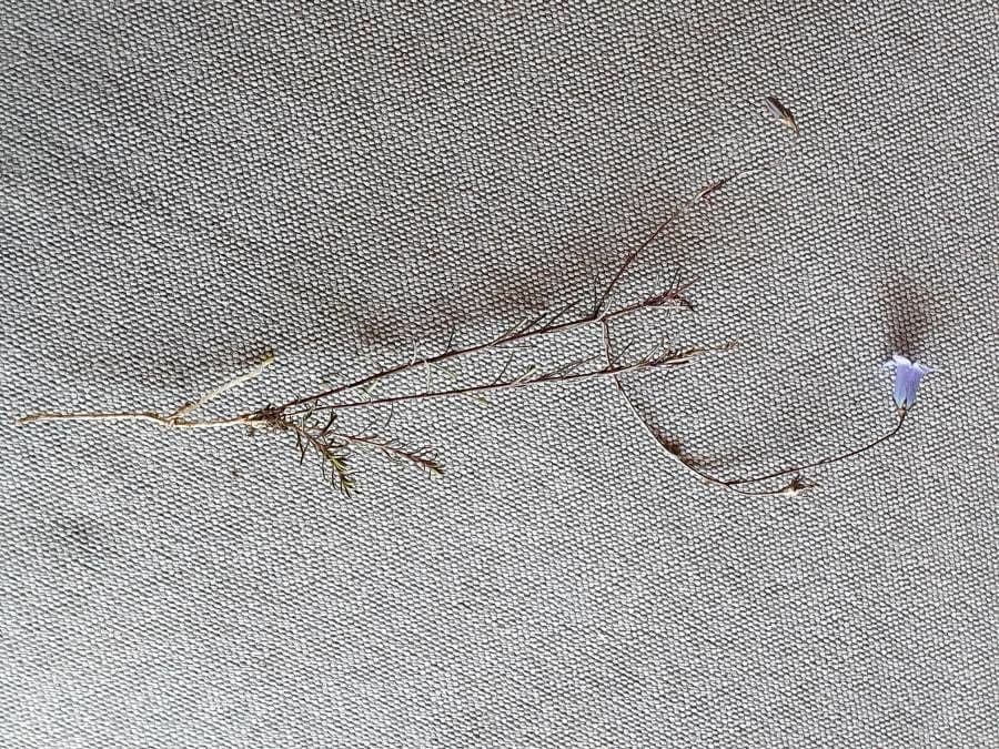 Vahlenbergia 6