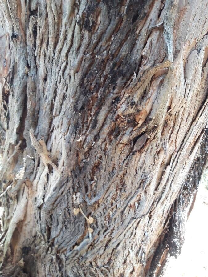 Vielblütiger Eukalyptus 22