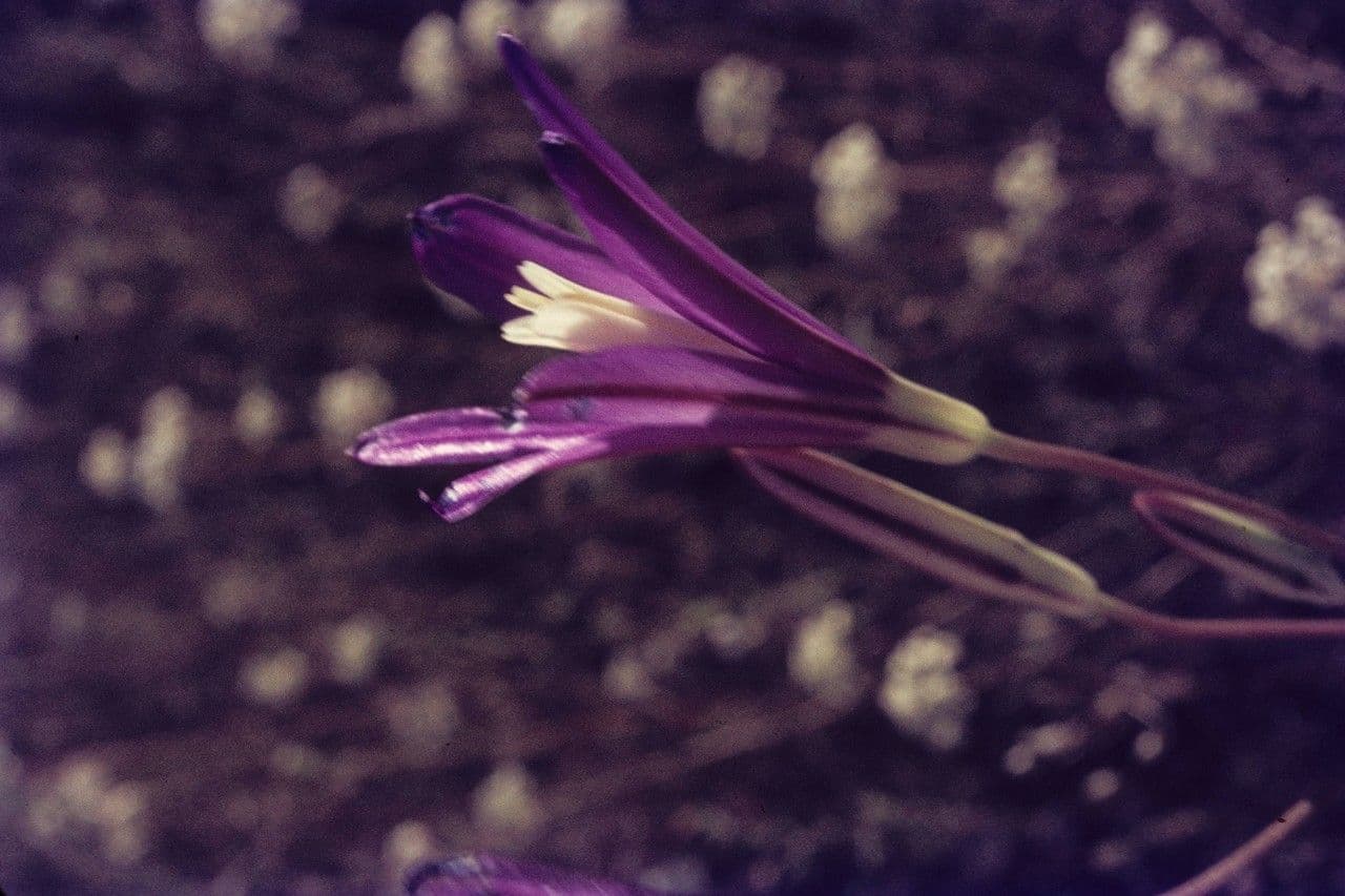 Brodiaea kalifornská 2
