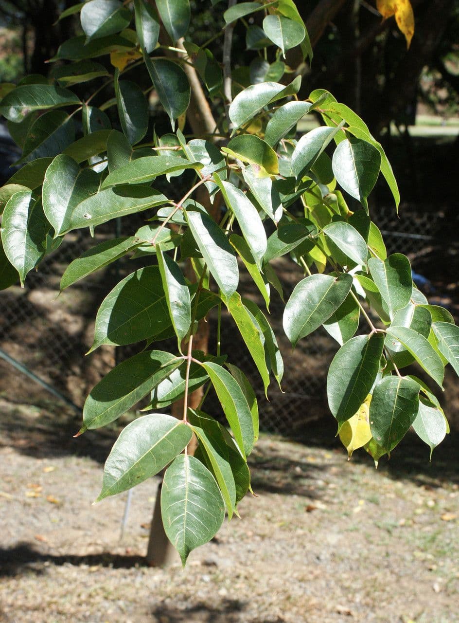 Almácigo 15