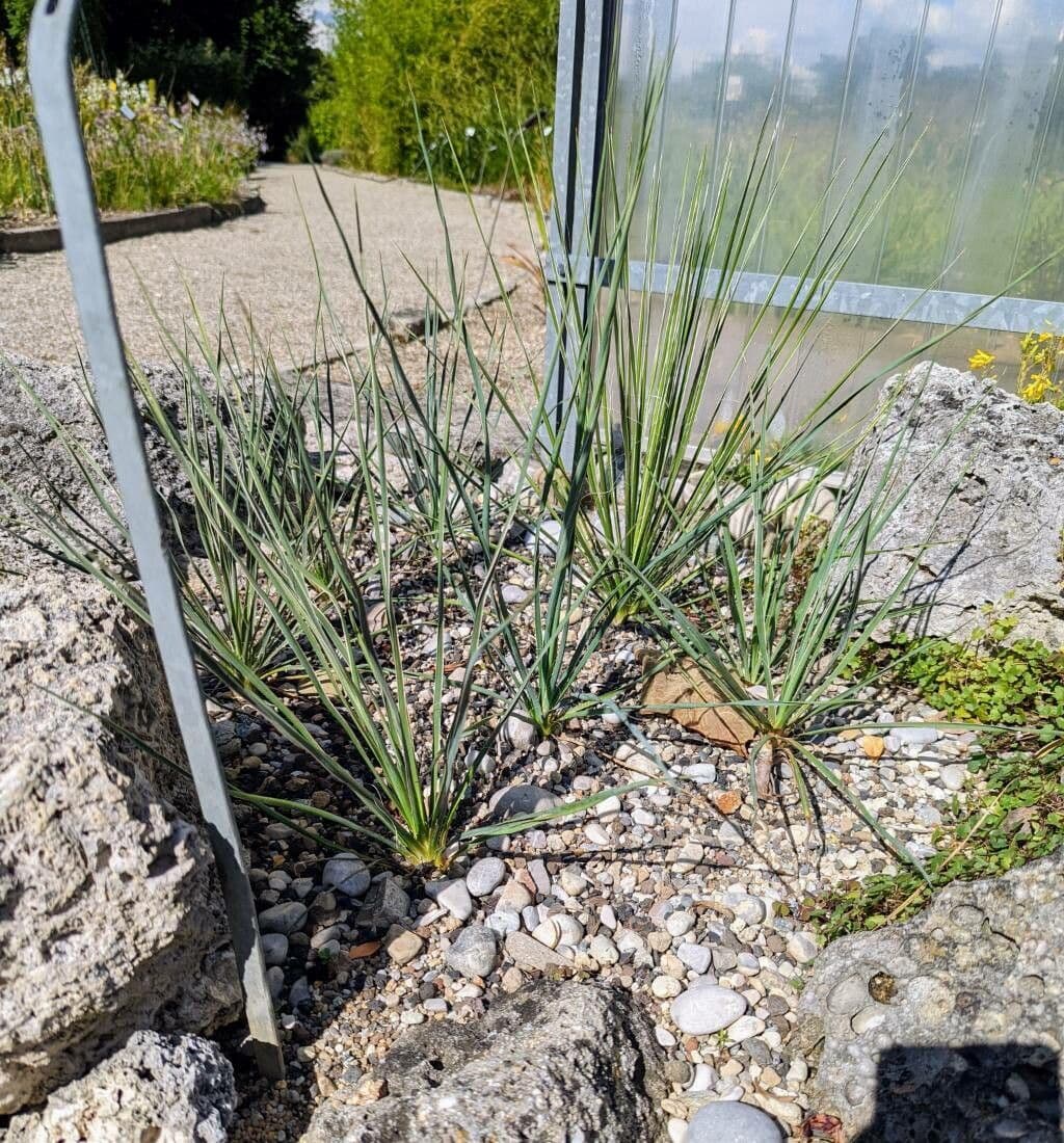 Yucca alta 13