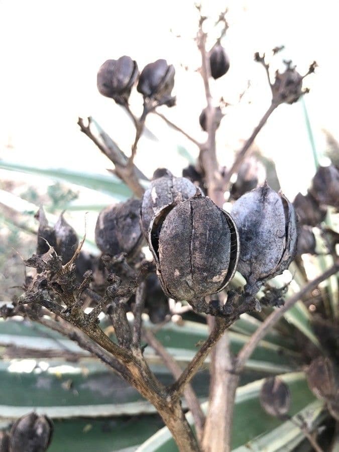 Garten-Sisal 2