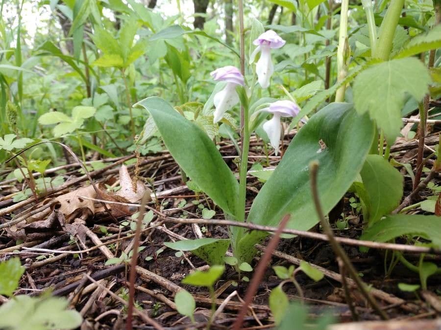 Galearis spectabilis 4
