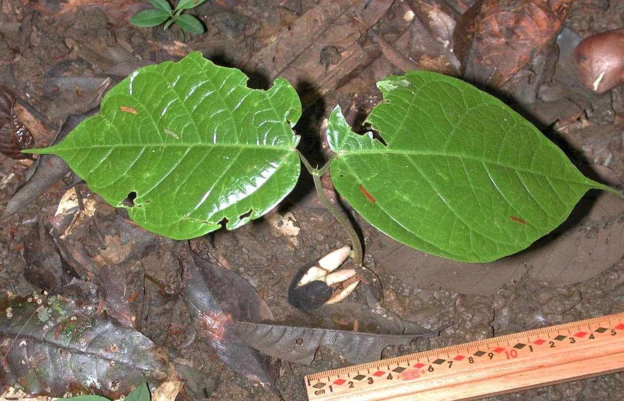 Sterculia 11