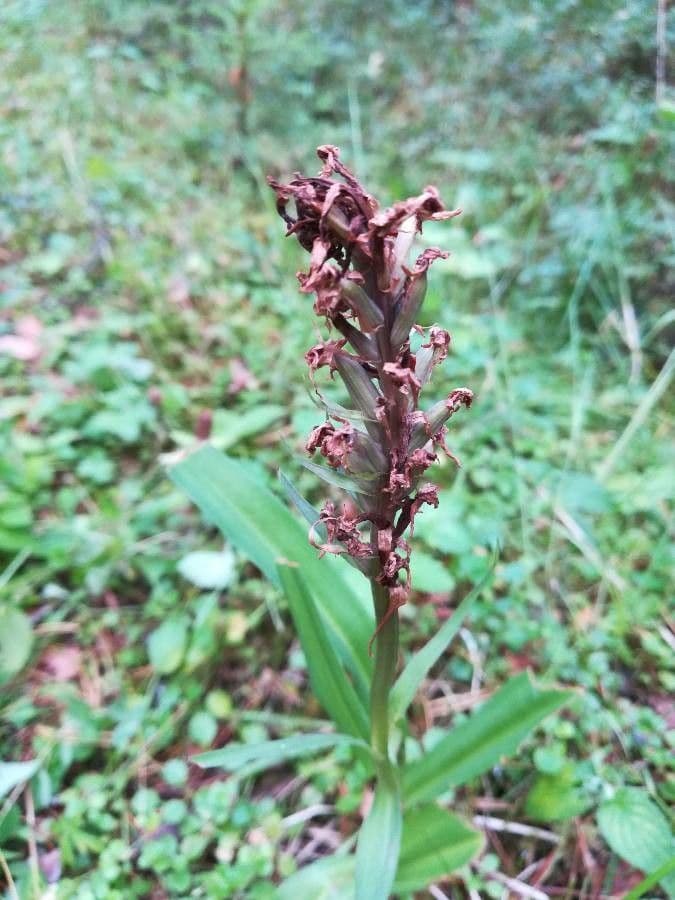 Orchide cimicina