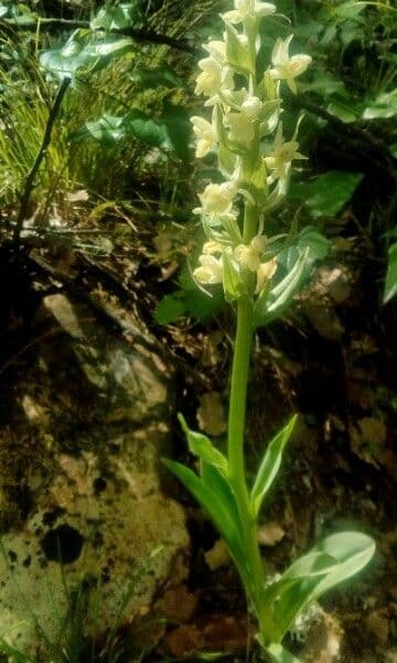 Orchidea sambucina 21