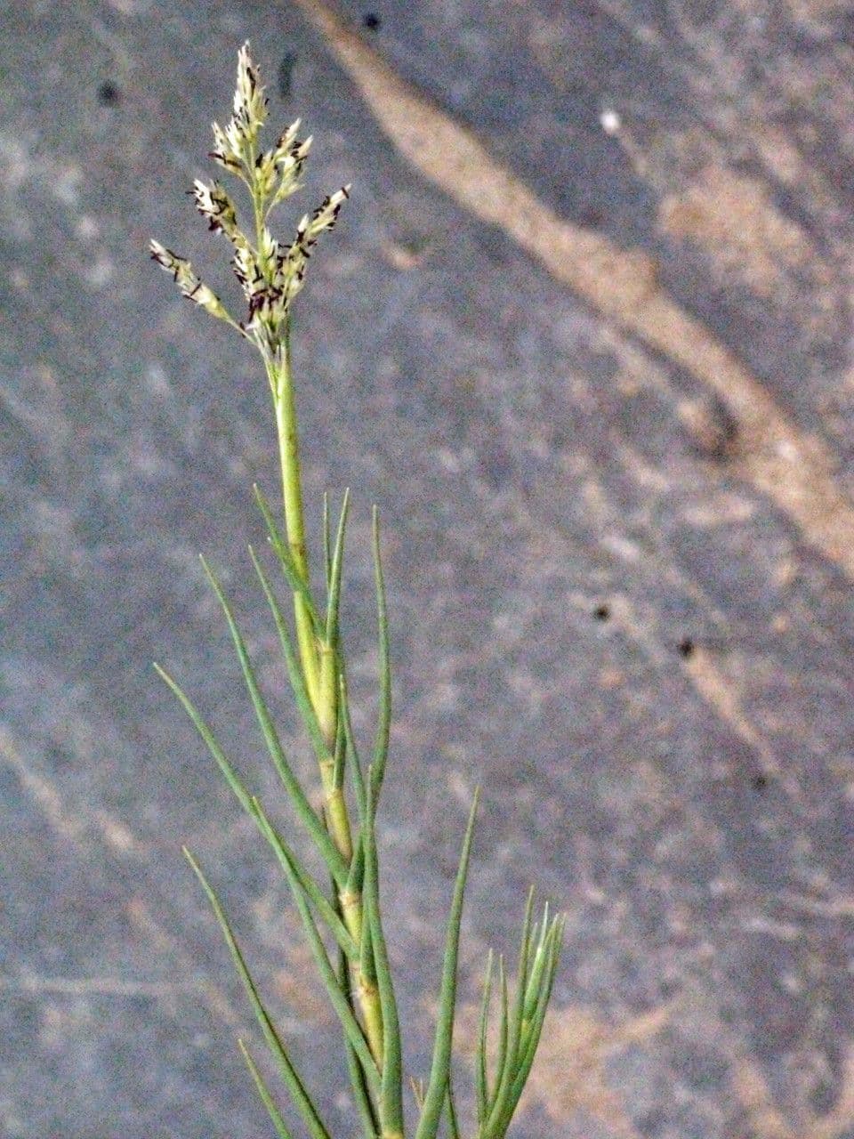 Sporobolus 26