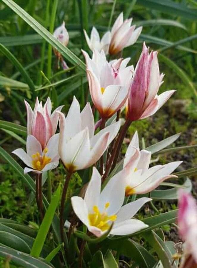 Tulipano 4