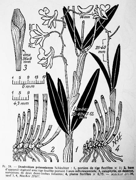 Dendrobium 9