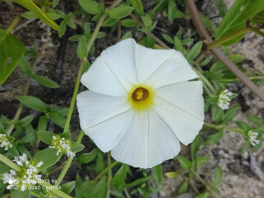 Imperatisiche 3