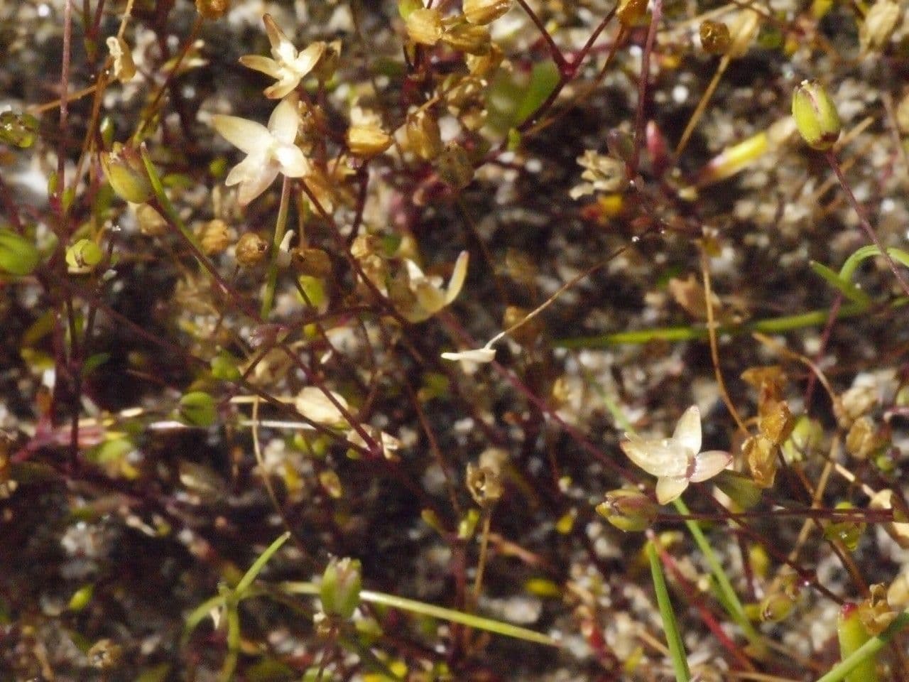 Sagina apetala 24