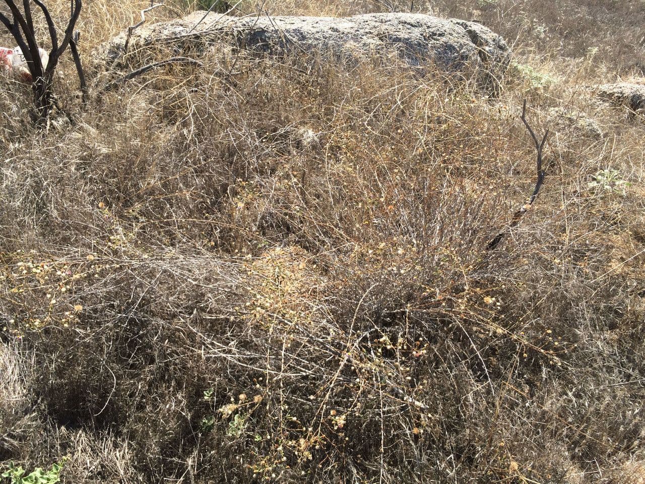 Stephanomeria virgata 9