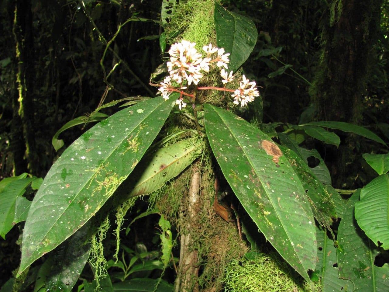 Ardisia 17
